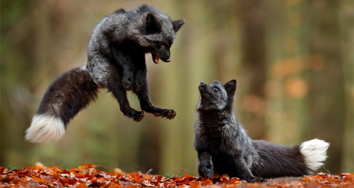 Julia Charlton authors chapter on “The Value of External Advisers” in the HKEX’s December 2020 publication: Making inroads into good Corporate Governance and ESG management" Julia Charlton authors chapter on “The Value of External Advisers” in the HKEX’s December 2020 publication: Making inroads into good Corporate Governance and ESG management"